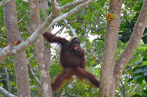 Orangutan - Pongo pygmaeus Gorging on fruits. Bornean orangutan,Fall,Geotagged,Malaysia,Pongo pygmaeus