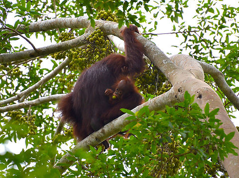 Baby Orangutan's use tasty pacifiers Also in the riversides of Kinabatangan. Bornean orangutan,Fall,Geotagged,Malaysia,Pongo pygmaeus