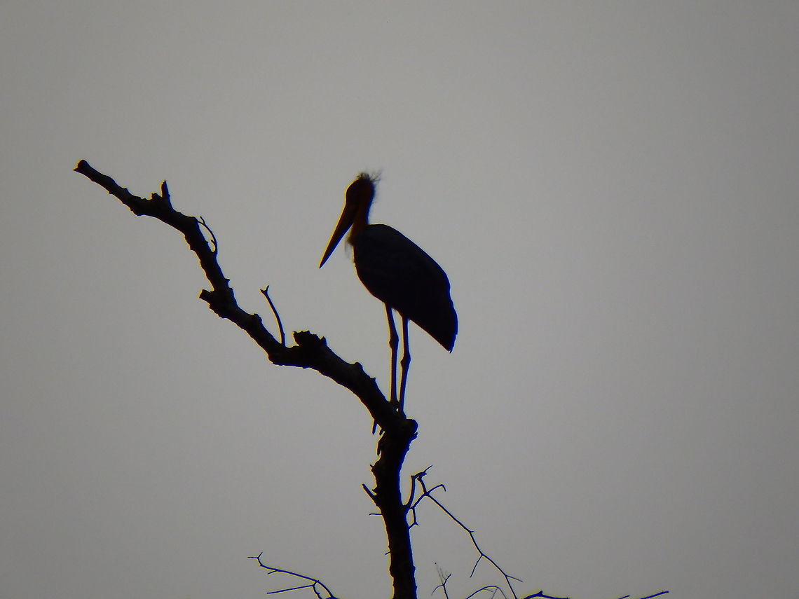 Lesser adjutant - Leptoptilos javanicus Just an evening silhouette... Fall,Geotagged,Leptoptilos javanicus,Lesser Adjutant,Malaysia
