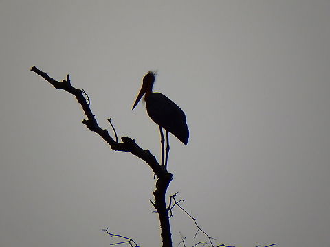 Lesser adjutant - Leptoptilos javanicus Just an evening silhouette... Fall,Geotagged,Leptoptilos javanicus,Lesser Adjutant,Malaysia