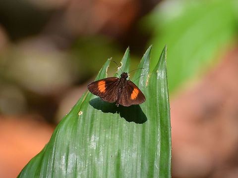 Bright Red Velvet Bob - Koruthaialos sindu  Bright red velvet bob,Fall,Geotagged,Koruthaialos sindu,Malaysia