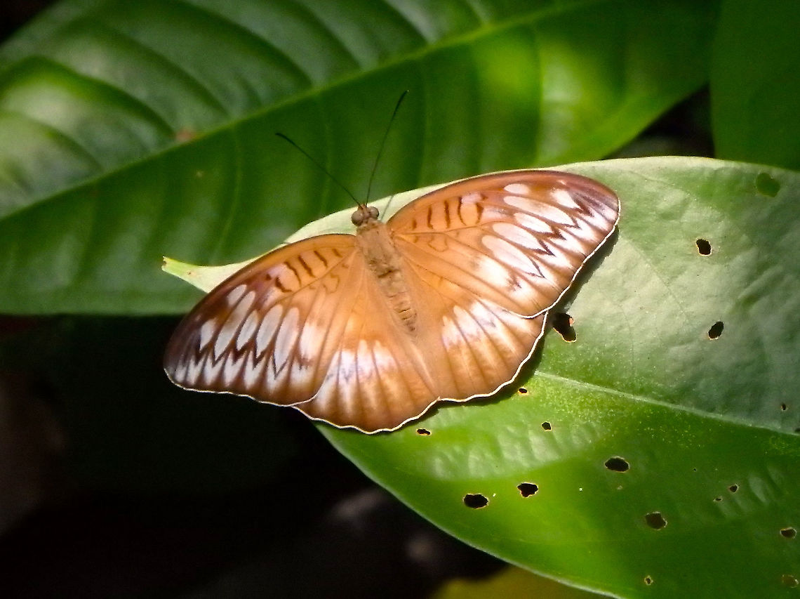 Malay Viscount -Tanaecia orphne  Fall,Geotagged,Malay Viscount,Malaysia,Tanaecia orphne