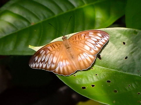Malay Viscount -Tanaecia orphne  Fall,Geotagged,Malay Viscount,Malaysia,Tanaecia orphne