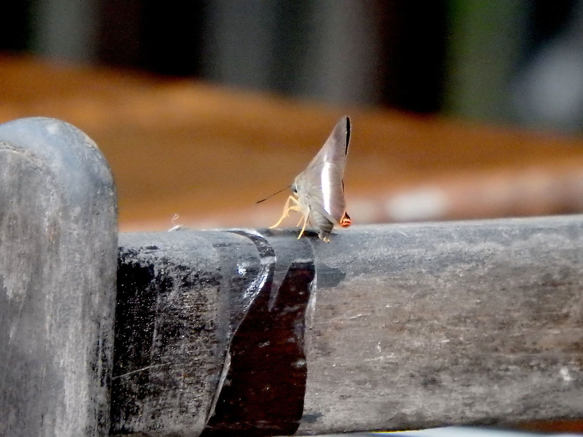 Orange-tailed Awlet - Bibasis sena In the path to Gomanton Caves. Bibasis sena,Fall,Geotagged,Malaysia,Orange-tail awl