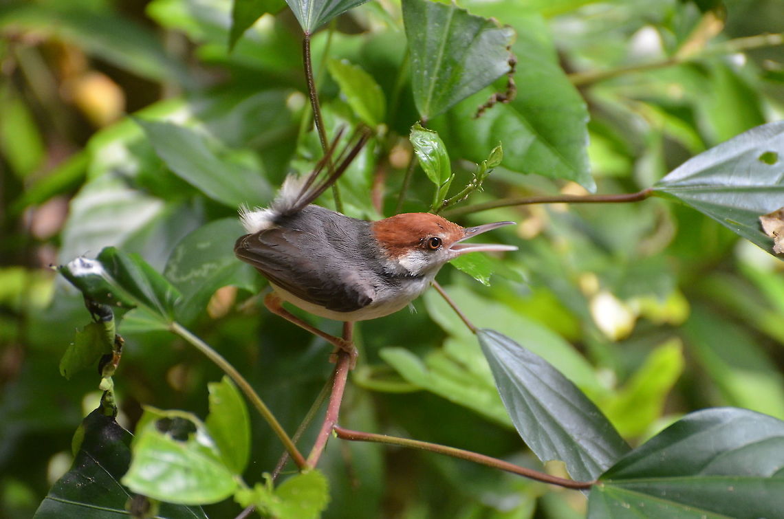 Rufous-tailed Tailorbird - Orthotomus sericeus Calling and displaying its tail in alert, seen near Gomantong Caves. Fall,Geotagged,Malaysia,Orthotomus sericeus,Rufous-tailed tailorbird