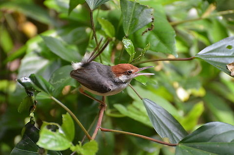 Rufous-tailed Tailorbird - Orthotomus sericeus Calling and displaying its tail in alert, seen near Gomantong Caves. Fall,Geotagged,Malaysia,Orthotomus sericeus,Rufous-tailed tailorbird