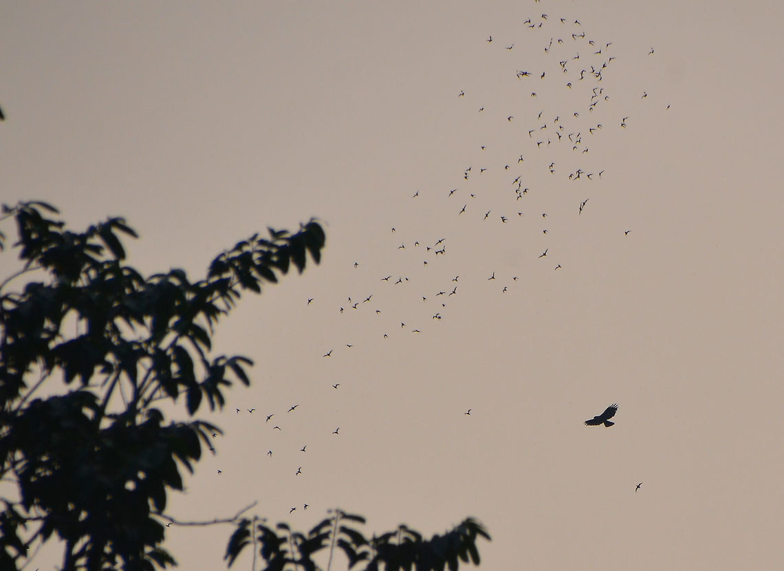 Bat hawk - Macheiramphus alcinus Chasing the bats coming out from Gomantong Caves in the evening. Bat hawk,Fall,Geotagged,Macheiramphus alcinus,Malaysia