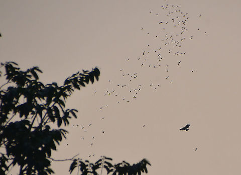 Bat hawk - Macheiramphus alcinus Chasing the bats coming out from Gomantong Caves in the evening. Bat hawk,Fall,Geotagged,Macheiramphus alcinus,Malaysia