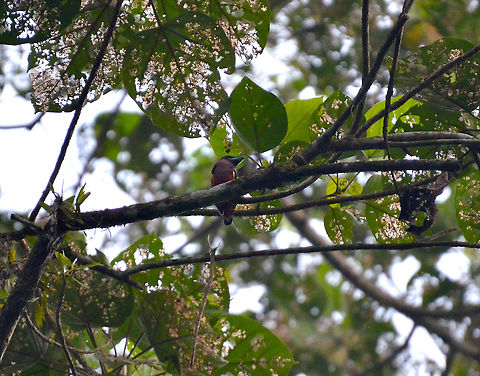 Banded-Broadbill - Eurylaimus javanicus Another tricky bird who likes to hang in the canopy branches! Banded broadbill,Eurylaimus javanicus,Fall,Geotagged,Malaysia
