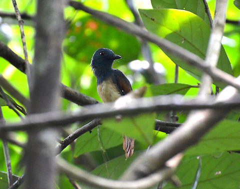 Rufous-winged philentoma - Philentoma pyrhoptera A bird that loves to hang out in bushy parts of the forest making its picturing quite tricky! Fall,Geotagged,Malaysia,Philentoma pyrhoptera,Rufous-winged philentoma
