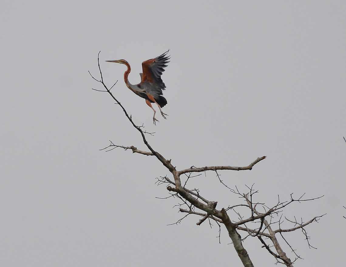 Purple Heron - Ardea purpurea  Ardea purpurea,Fall,Geotagged,Malaysia,Purple heron