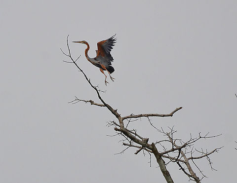 Purple Heron - Ardea purpurea  Ardea purpurea,Fall,Geotagged,Malaysia,Purple heron