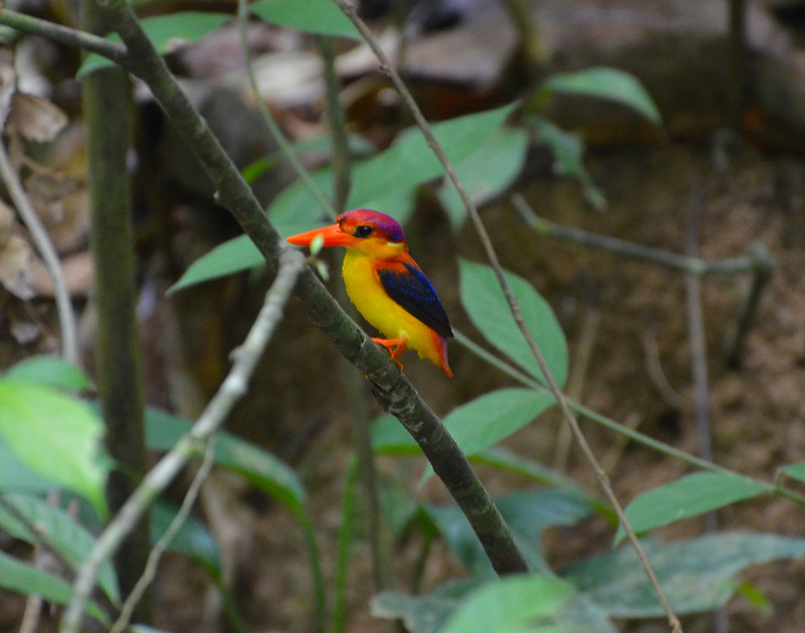 Oriental dwarf kingfisher - Ceyx erithaca One I did not realize I had not posted from Sepilok. Ceyx erithaca,Geotagged,Malaysia,Oriental dwarf kingfisher,Summer