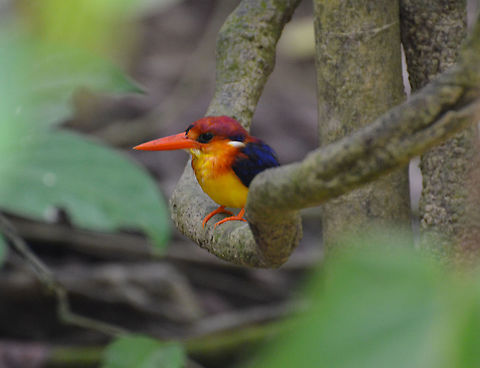 Oriental dwarf kingfisher - Ceyx erithaca This one is from Sukau. Ceyx erithaca,Fall,Geotagged,Malaysia,Oriental dwarf kingfisher