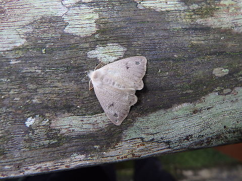 Arctornis obtusa Kinabalu National Park. Arctornis obtusa,Fall,Geotagged,Malaysia,Tussock Moth