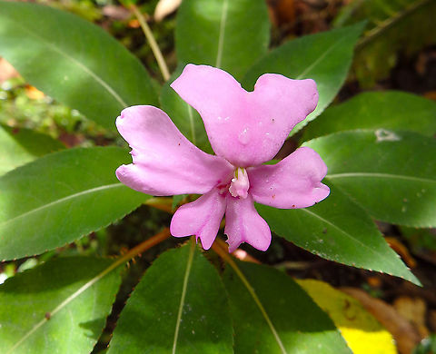 Kinabalu_Balsam - Impatiens kinabaluensis Kinabalu National Park Fall,Geotagged,Impatiens kinabaluensis,Malaysia