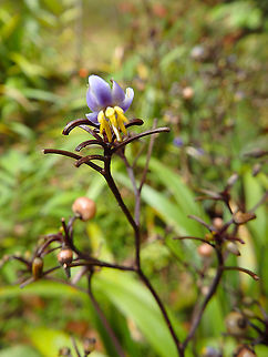Cerulean Flaxlily -Dianella ensifolia Kinabalu National park. Cerulean Flaxlily,Dianella ensifolia,Fall,Geotagged,Malaysia