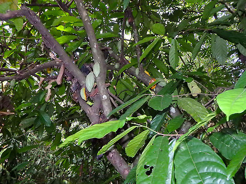 Cocoa/Cacao Tree - Theobroma caco Ah, delicious discovery! Cacao tree,Fall,Geotagged,Malaysia,Theobroma cacao