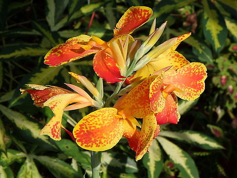 Canna Lily - Canna indica  Canna indica,Fall,Geotagged,Malaysia