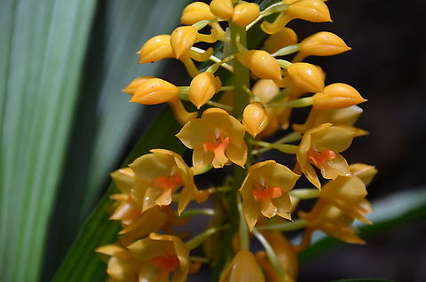 Calanthe pulchra  Calanthe pulchra,Fall,Geotagged,Malaysia