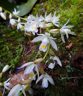 Coelogyne rhabdobulbon Kinabalu National Park. Coelogyne rhabdobulbon,Fall,Geotagged,Malaysia,Staff Shaped Pseuddobulb Coelogyne