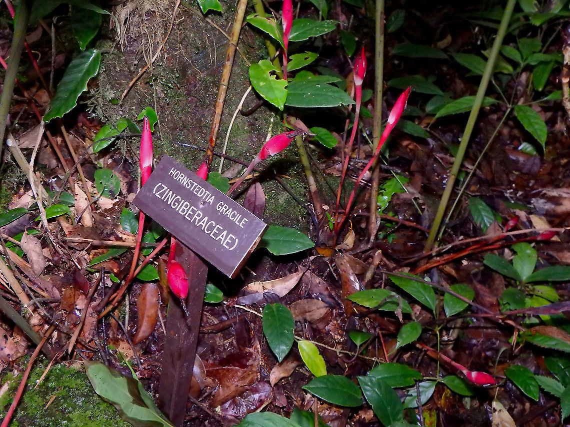 Hornstedtia gracile Hard to argue about the species name in this case :-) Fall,Geotagged,Ginger,Hornstedtia gracile,Malaysia