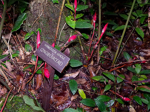 Hornstedtia gracile Hard to argue about the species name in this case :-) Fall,Geotagged,Ginger,Hornstedtia gracile,Malaysia