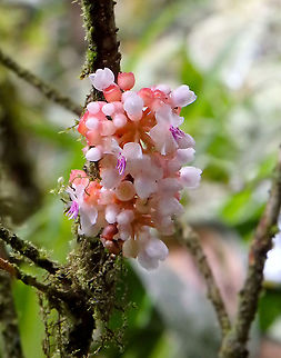 Medinilla crassifolia  Fall,Geotagged,Malaysia,Medinilla crassifolia,Rose Grape