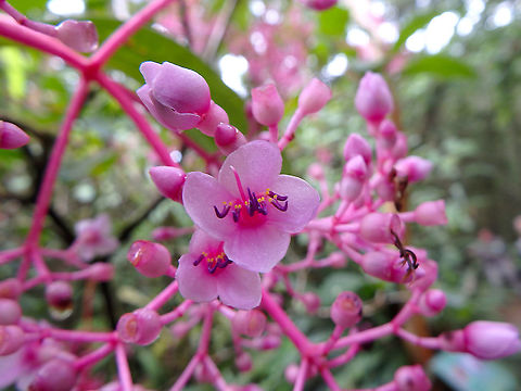 Medinilla speciosa https://www.jungledragon.com/image/96513/medinilla_speciosa_-_fruits.html Fall,Geotagged,Malaysia,Medinilla speciosa