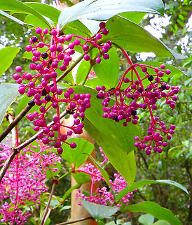 Medinilla speciosa - fruits https://www.jungledragon.com/image/96511/medinilla_speciosa.html Fall,Geotagged,Malaysia,Medinilla speciosa