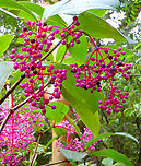 Medinilla speciosa - fruits https://www.jungledragon.com/image/96511/medinilla_speciosa.html Fall,Geotagged,Malaysia,Medinilla speciosa