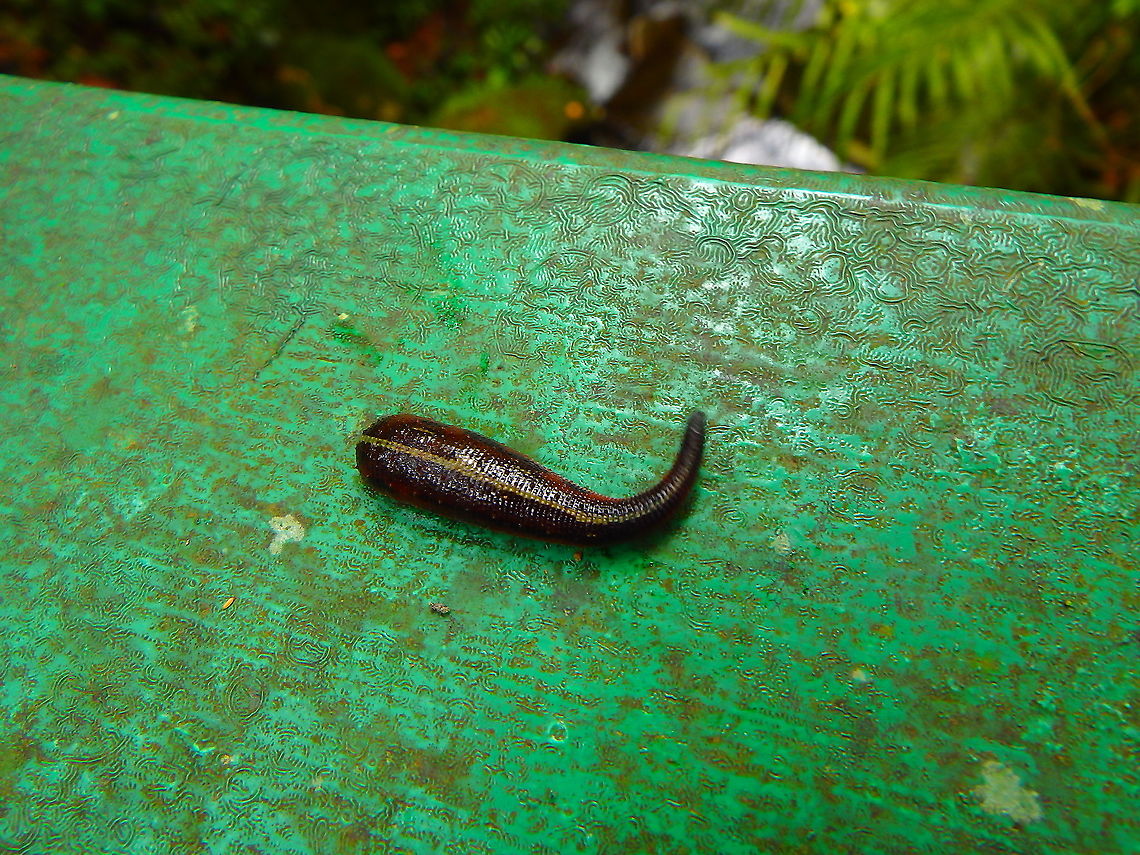 Tiger Leech - Haemadipsa picta Just had a meal :-D Fall,Geotagged,Haemadipsa picta,Malaysia