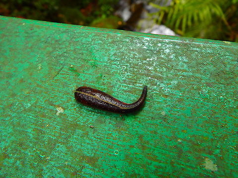 Tiger Leech - Haemadipsa picta Just had a meal :-D Fall,Geotagged,Haemadipsa picta,Malaysia