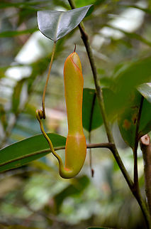 Splendid Pitcher Plant -Nepenthes edwardsiana Still not fully developed.
And a more mature here:
https://www.jungledragon.com/image/96516/splendid_pitcher_plant_-nepenthes_edwardsiana.html Fall,Geotagged,Malaysia,Nepenthes edwardsiana
