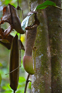Splendid Pitcher Plant -Nepenthes edwardsiana ..and a bit too mature version..Unfortunately I could not find one with the right color! Fall,Geotagged,Malaysia,Nepenthes edwardsiana