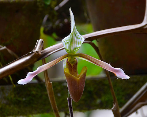 Slipper Orchid - Paphiopedilum dayanum  Fall,Geotagged,Malaysia,Paphiopedilum dayanum