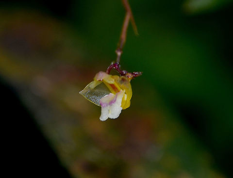 Pinhead Orchid - Podochilus tenuis  Fall,Geotagged,Malaysia,Pinhead Orchid,Podochilus tenuis