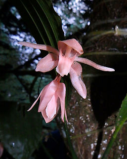 Coelogyne (monilirachis?) Now I start adding the bunch of Kinabalu Botanical Garden orchids for which I don't have a species name -if ever-) Fall,Geotagged,Malaysia