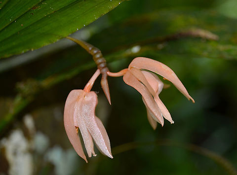 Coelogyne sp.  Fall,Geotagged,Malaysia