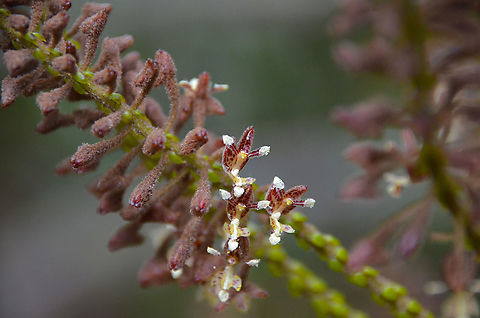 Mycaranthes major Seen in the botanical garden in Kota Kinabalu, Sabah, Borneo. Fall,Geotagged,Malaysia,Mycaranthes major