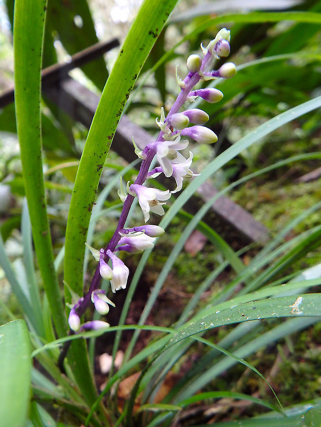 Lily Turf - Ophiopogon jaburan Kinabalu Botanical Garden. Fall,Geotagged,Lily Turf,Malaysia,Ophiopogon jaburan