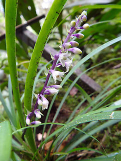 Lily Turf - Ophiopogon jaburan Kinabalu Botanical Garden. Fall,Geotagged,Lily Turf,Malaysia,Ophiopogon jaburan