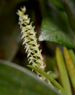 Orchid Kinabalu Botanical Garden. Fall,Geotagged,Malaysia