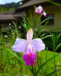 Bamboo Orchid - Arundina graminifolia Kinabalu National Park, botanical garden. Arundina graminifolia,Bamboo orchid,Fall,Geotagged,Malaysia