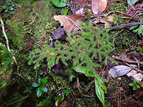 Dacrydium gibbsiae Young conifer tree growing in the forest next to the paths in Kinabalu National park. Dacrydium gibbsiae,Fall,Geotagged,Malaysia