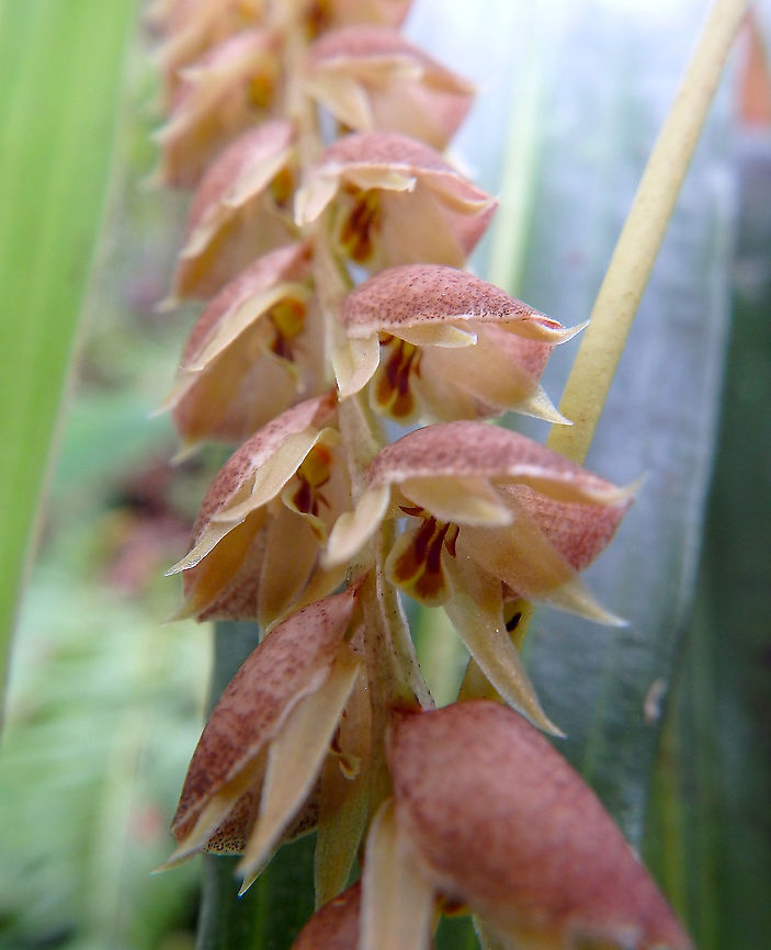 Dendrochilum sp. Kinabalu National Park, botanical garden.<br />
<figure class="photo"><a href="https://www.jungledragon.com/image/96611/dendrochilum_sp.html" title="Dendrochilum sp."><img src="https://s3.amazonaws.com/media.jungledragon.com/images/2298/96611_thumb.JPG?AWSAccessKeyId=05GMT0V3GWVNE7GGM1R2&Expires=1765411210&Signature=9d7dl0pNhj6rgtEZEttUQ3LpCFY%3D" width="108" height="152" alt="Dendrochilum sp. Kinabalu National Park, botanical garden.<br />
https://www.jungledragon.com/image/96612/orchid.html Fall,Geotagged,Malaysia" /></a></figure> Fall,Geotagged,Malaysia