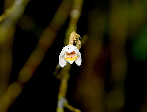 Orchid Another mini orchid.
Kinabalu National Park, botanical garden. Fall,Geotagged,Malaysia