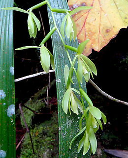 Orchid Kinabalu National Park, botanical garden. Fall,Geotagged,Malaysia