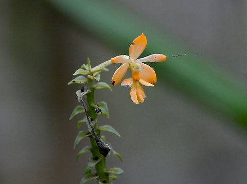 Orchid Kinabalu National Park, botanical garden. Fall,Geotagged,Malaysia