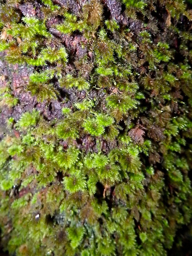 Palm Tree Moss - Hypnodendron comosum Kinabalu National park trails. Fall,Geotagged,Hypnodendron comosum,Hypnodendron_comosum,Malaysia